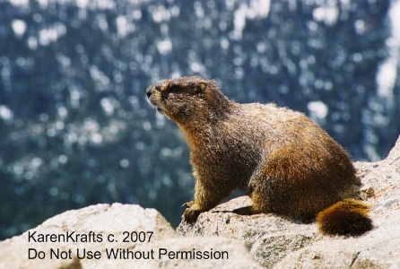 Marmot